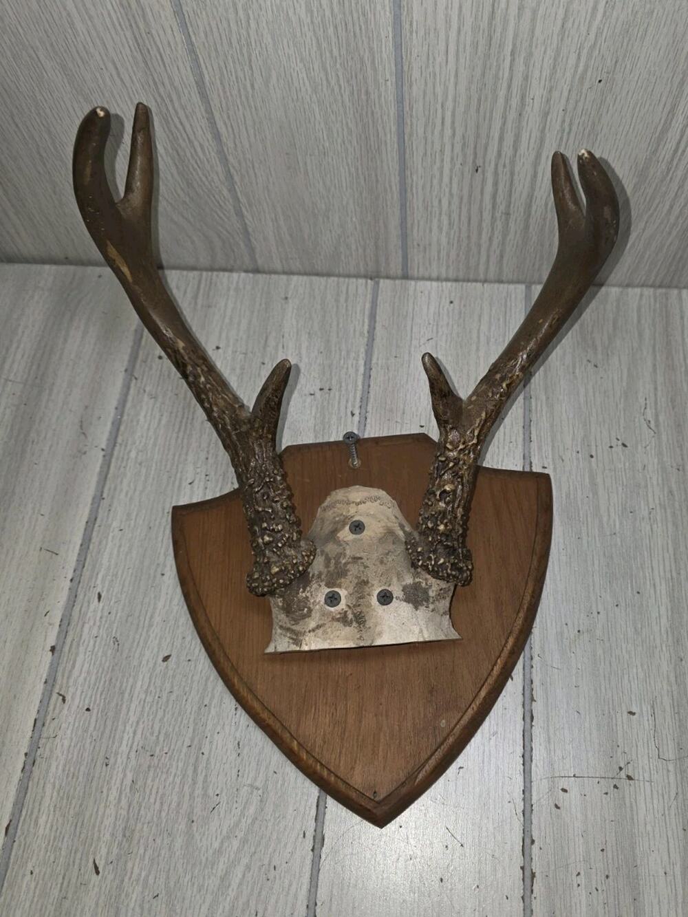 Vtg Whitetail Deer Antler Mounted Plaque Cabin Decor Rustic Taxidermy Man Cave